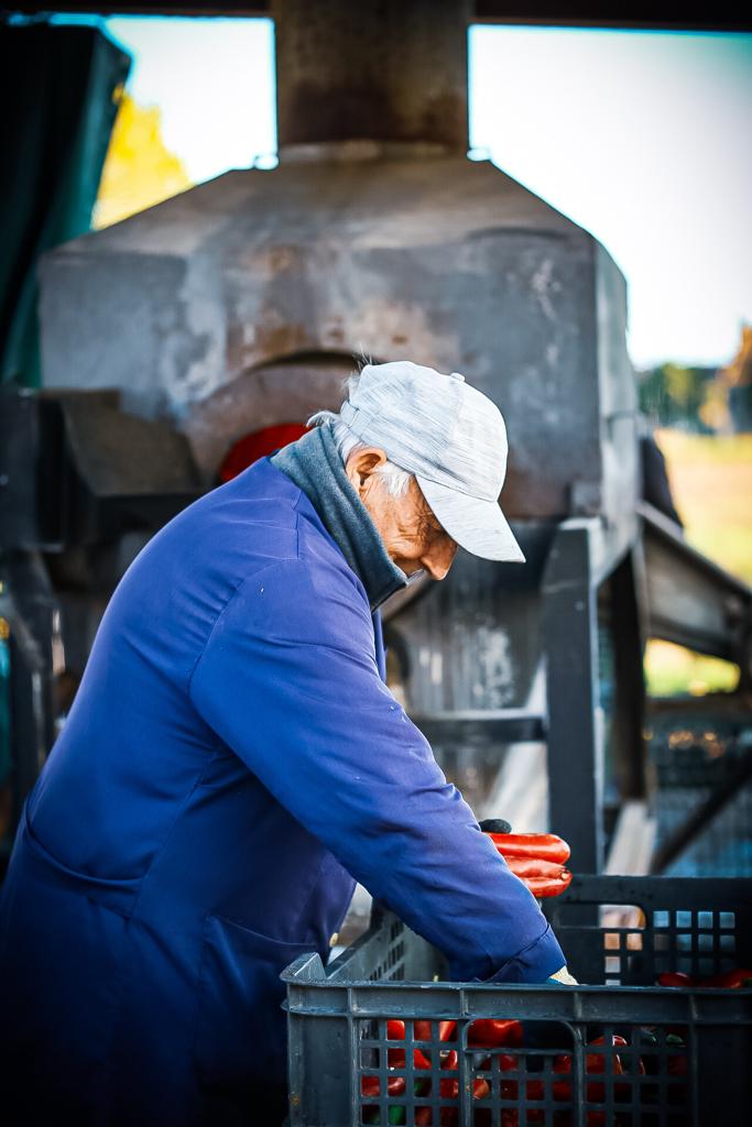 Señor trabajando pimientos con horno de leña